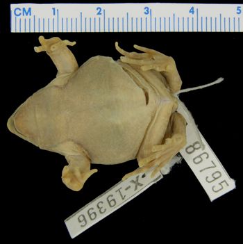 Media type: image; Herpetology A-86795